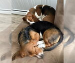 Small #3 Basset Hound