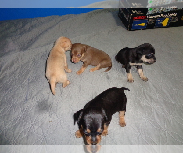 Medium Photo #4 Miniature Pinscher Puppy For Sale in RIVER GROVE, IL, USA