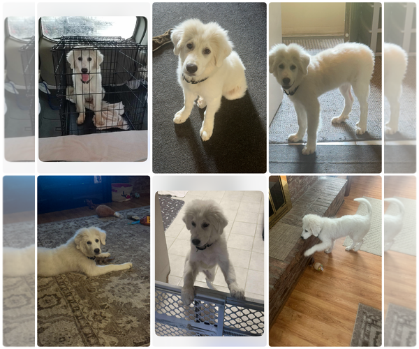Medium Photo #1 Great Pyrenees-Unknown Mix Puppy For Sale in Houston, TX, USA