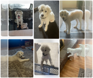 Great Pyrenees-Unknown Mix Dogs for adoption in Houston, TX, USA