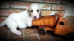Small Photo #7 Labradoodle Puppy For Sale in ARIEL, MS, USA