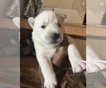 Small #4 Siberian Husky