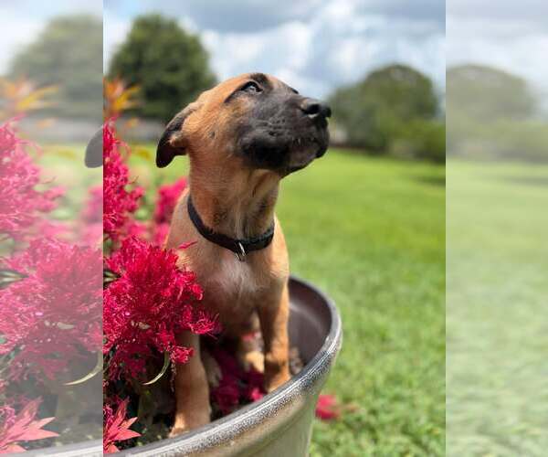 Medium Photo #4 Mutt Puppy For Sale in Stevens Point, WI, USA