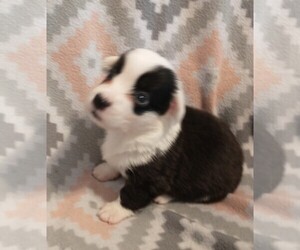 Cardigan Welsh Corgi Puppy for sale in DEFUNIAK SPGS, FL, USA