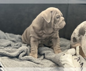 English Bulldog Puppy for Sale in WINCHESTER, California USA