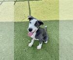 Small #1 Labrador Retriever Mix