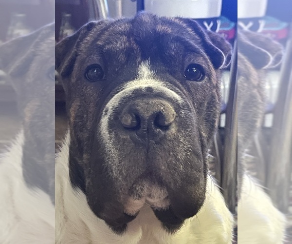 Medium Photo #15 American Pit Bull Terrier-Chinese Shar-Pei Mix Puppy For Sale in KANSAS CITY, MO, USA