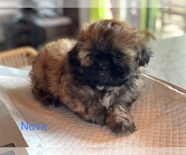 Medium Photo #2 Shih Tzu Puppy For Sale in TILLAMOOK, OR, USA