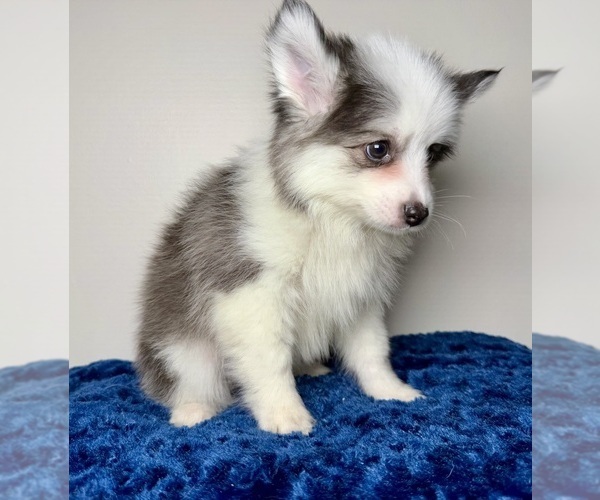 Medium Photo #1 Pomsky Puppy For Sale in NASHUA, NH, USA