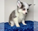 Puppy 3 Pomsky