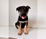 Puppy 4 German Shepherd Dog-Siberian Husky Mix