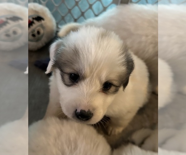 Medium Photo #1 Great Pyrenees Puppy For Sale in PETERSON, IA, USA