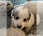 Small Photo #1 Great Pyrenees Puppy For Sale in PETERSON, IA, USA