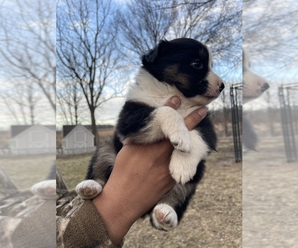 Medium Photo #2 Australian Shepherd Puppy For Sale in TOLEDO, IL, USA