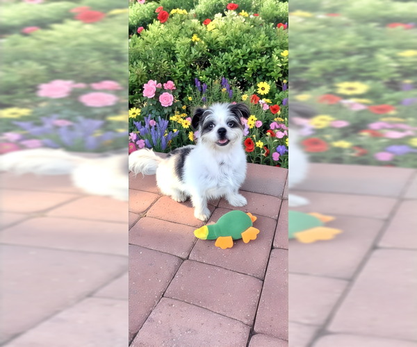 Medium Photo #8 Shih Tzu Puppy For Sale in Weston, FL, USA