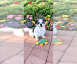 Small #7 Shih Tzu