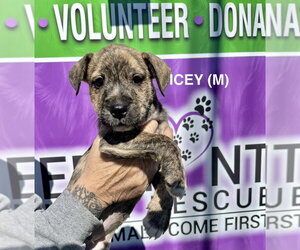 Boxer-Unknown Mix Dogs for adoption in Mooresville, NC, USA