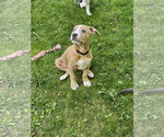 Small #1 Mutt