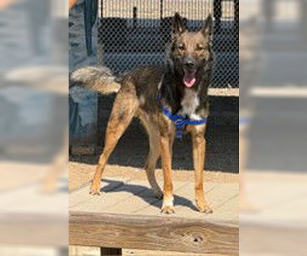 Medium Photo #1 German Shepherd Dog Puppy For Sale in Denton, TX, USA