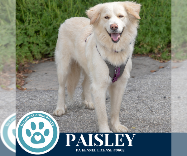 Medium Photo #17 Pyrenees Husky Puppy For Sale in Kimberton, PA, USA