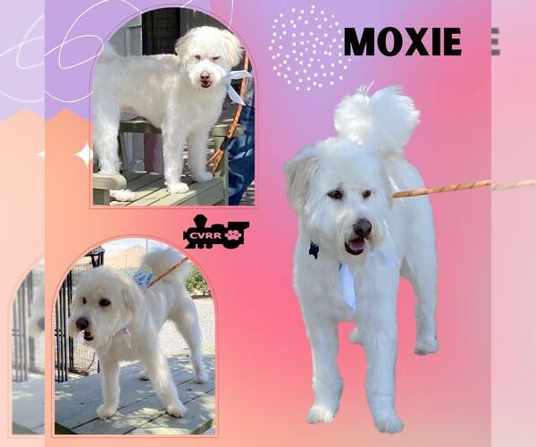 Medium Photo #2 Aussiedoodle Miniature  Puppy For Sale in Lindsay, CA, USA