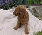 Small Photo #65 Irish Doodle Puppy For Sale in GOSHEN, IN, USA