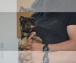 Small Photo #12 German Shepherd Dog Puppy For Sale in ALBUQUERQUE, NM, USA