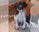 Small #1 German Shorthaired Pointer