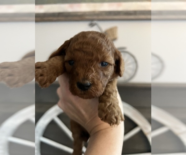 Medium Photo #11 Poodle (Toy) Puppy For Sale in SPARTA, TN, USA