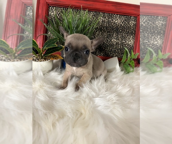 Medium Photo #1 French Bulldog Puppy For Sale in NACOGDOCHES, TX, USA