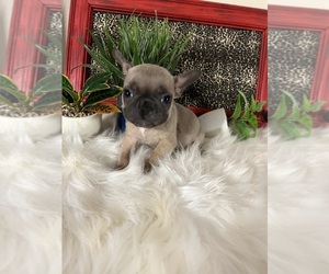 French Bulldog Puppy for sale in NACOGDOCHES, TX, USA