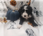 Small Photo #9 Bernedoodle (Miniature) Puppy For Sale in DANVILLE, IN, USA