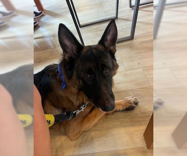 Medium Photo #2 German Shepherd Dog Puppy For Sale in Chula Vista, CA, USA