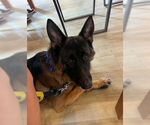 Small #1 German Shepherd Dog