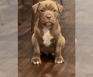 American Bully Puppy for sale in MONTGOMRY VLG, MD, USA