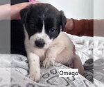 Small #2 Labrador Retriever Mix