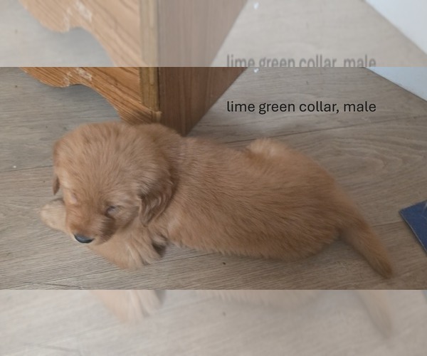 Medium Photo #1 Golden Retriever Puppy For Sale in EXETER, CA, USA