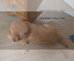 Puppy light green Golden Retriever