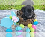 Small Photo #9 Labrador Retriever Puppy For Sale in MULBERRY, FL, USA