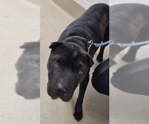 Chinese Shar-Pei Dogs for adoption in Decatur, IL, USA