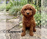 Small Poodle (Miniature) Mix