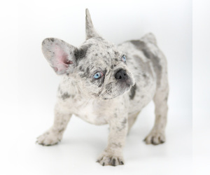 French Bulldog Puppy for sale in PORT SAINT LUCIE, FL, USA