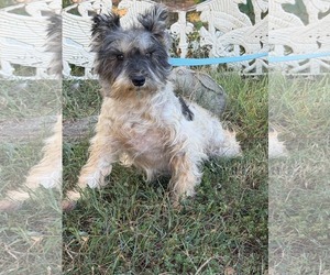 CYNTHIA - Female Mutt Dog for Adoption - Photo #7