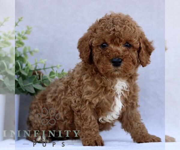 Medium Photo #1 Goldendoodle (Miniature) Puppy For Sale in EPHRATA, PA, USA