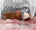 Small Photo #10 Pembroke Welsh Corgi Puppy For Sale in KINGMAN, AZ, USA
