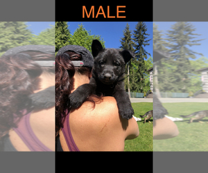 German Shepherd Dog Puppy for sale in BOTHELL, WA, USA