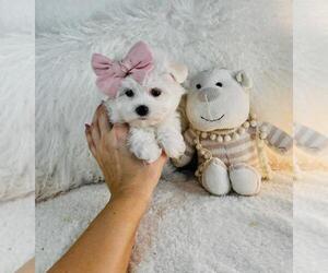 Maltese Puppy for sale in BOCA RATON, FL, USA