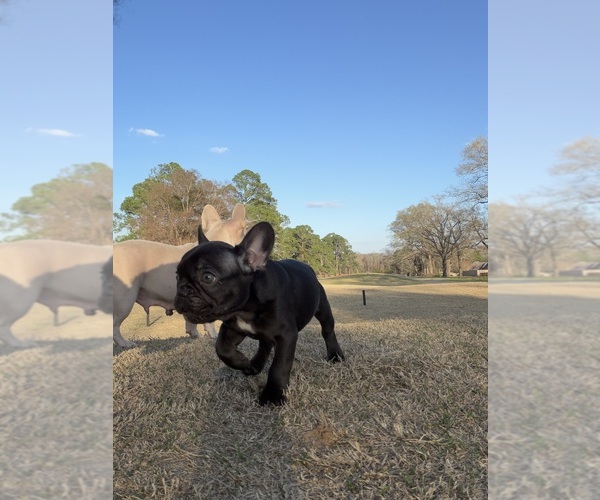 Medium Photo #3 French Bulldog Puppy For Sale in BONAIRE, GA, USA