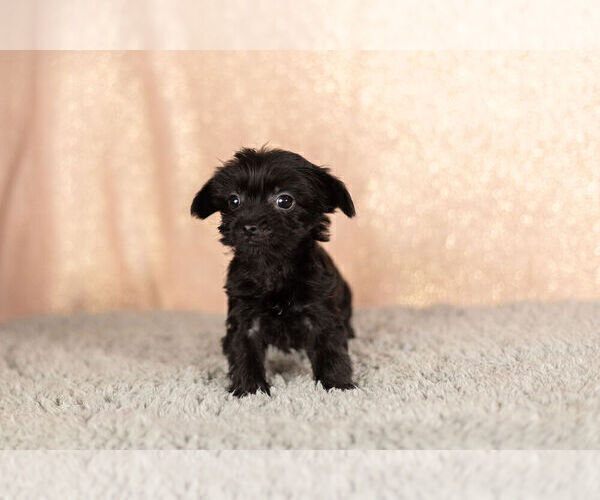 Medium Photo #2 YorkiePoo Puppy For Sale in NAPPANEE, IN, USA