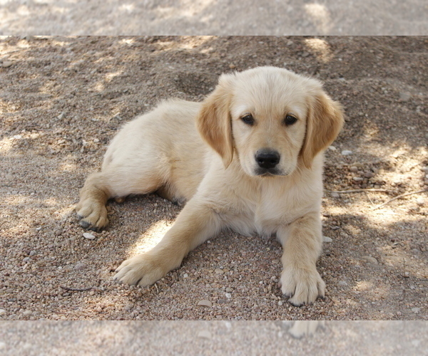 Medium Photo #2 Golden Retriever Puppy For Sale in HILLSBORO, KS, USA